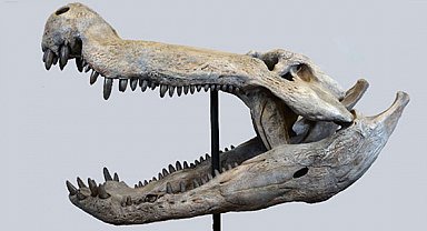 Dinozorlarla beslenen bir timsah keşfedildi