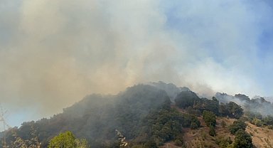 Düzce'de orman yangını