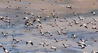 Erzincan'da mola veren kuşların göç hareketlerini izliyorlar