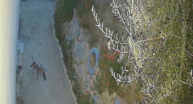 Evin önündeki ayakkabıları götüren tilki kamerada