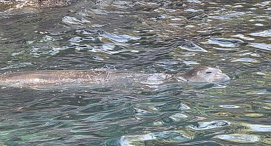 Fethiye'de nesli tükenme tehlikesindeki Akdeniz foku görüntülendi