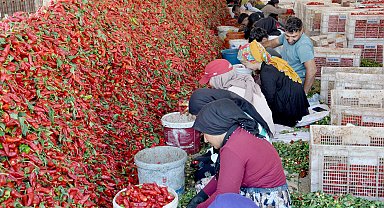Gaziantep'te 8 bin tarım işçisi ile 'acı' mesaisi