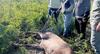 Gaziantep'te sulama hortumlarına takılıp mahsur kalan kızılgeyik kurtarıldı
