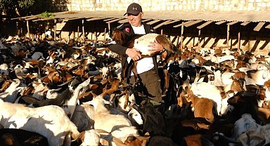 Gönüllü Vesileler Derneği, Afrika'da ailelere 2 binden fazla süt keçisi dağıttı