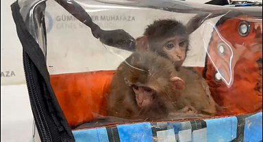 Habur Gümrük Kapısı'nda 3 şahin ve 2 makak maymunu ele geçirildi