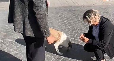 Halk otobüsü çalışanları, ayağını ezdikleri köpeği bulup mama verdi