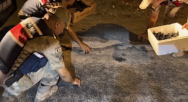 Hatay'da yönünü kaybeden yeşil deniz kaplumbağalarını jandarma denize ulaştırdı