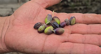 Hatay'ın meşhur halhalı zeytinini kuraklık vurdu