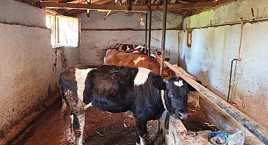 Hisarcık'ta şap karantinası