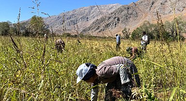 İhraç da edilen Ovacık fasulyesi, kadınların el emeğiyle toplanmaya başladı