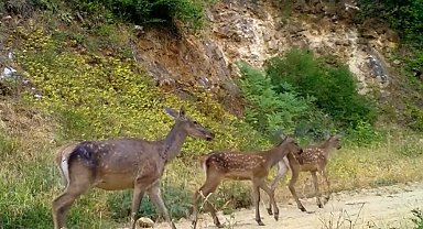 İki farklı kızılgeyik ailesi, Bursa ormanlarında