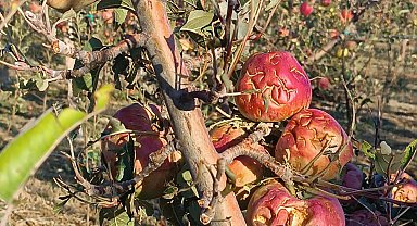 Isparta'da dolu elma bahçelerini vurdu; 4 bin 700 dekar alanda zarar oluştu