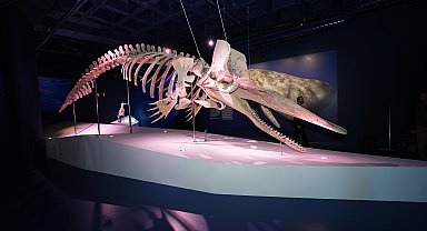 İstanbul - Dev kaşalot, uzun balina ve fok iskeletleri İstanbul Akvaryumu'nda sergileniyor