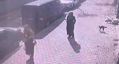 İstanbul - Sultangazi'de yürüyüş yapan kadın ve köpeğine, kedinin saldırdığı anlar kamerada