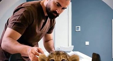 İstanbul- Yaban hayvanları sağlığına kavuşturuluyor