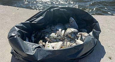 İzmir Körfezi'nde balık ölümleri sürüyor