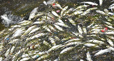 İzmir Körfezi'nde balık ölümleri