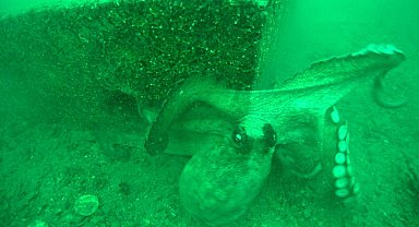 İzmir Körfezi'ne ahtapotlar için yapay resif