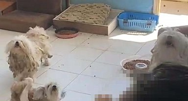 İzmir'de 20 köpeği sağlıksız şekilde evde tutan kadına 830 bin TL ceza