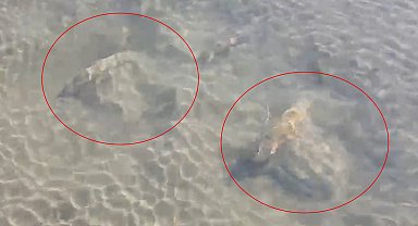 İznik Gölü'nde tarihi eser olduğu değerlendirilen sütun başlıkları bulundu