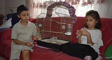 Kardeşler, günlerdir pencereden kaçan papağanları 'Zeytin'i arıyor