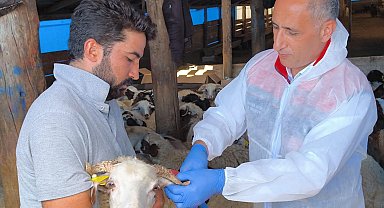 Kars'ta 1,5 milyon küçükbaş, hastalıklara karşı aşılanıyor