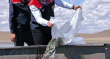 Kars'ta göl ve göletlere 500 bin yavru sazan bırakıldı