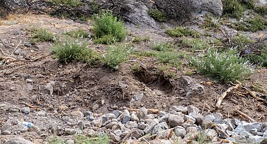 Karşıyaka Yamanlar'da yanan orman yeşeriyor