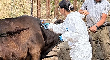 Kastamonu'da 'şap' nedeniyle 69 köye hayvan giriş- çıkışı yasaklandı
