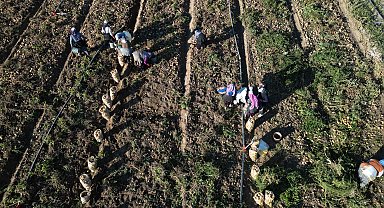 Kayseri'de hasat edilen patatesler yurt dışına ihraç ediliyor