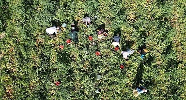 Kayseri'de salçalık domates hasadı başladı