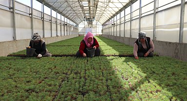 Kayseri'de yetiştirilen fidanlar, yanan orman alanlarını yeşertecek