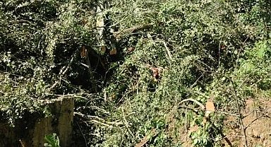 Kestiği ağacın altında kalıp öldü