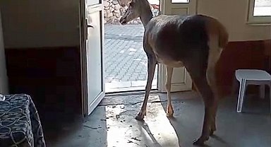 Kızılgeyik köy kahvehanesine girdi