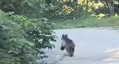 Köye inen ayı kamerada