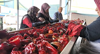 Kulacalı kadınların ürettiği 1500 ton biber salçası Hollanda'ya ihraç edilecek