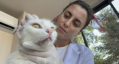 Kulakları kesilmiş olarak bulunan kedi 'Sütlaç'a, tedavisinin ardından yuva aranıyor