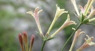 Küre Dağları Milli Parkı'nda endemik bitki türü keşfedildi