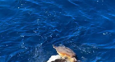 Küresel Sumud Filosu, plastik atıklara takılmış Caretta'yı kurtardı