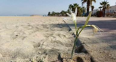 Kuşadası'nda yıllar sonra çiçek açan 'kum zambağı' koruma altına alındı