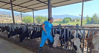 Kuyucak ve Nazilli'de şap karantinası