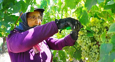 Manisa Ovası'nda Sultaniye üzümünün hasadı sürüyor
