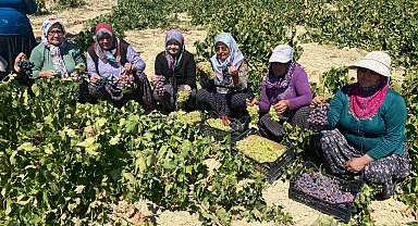 Mersin'de 1400 rakımda üzüm hasadı