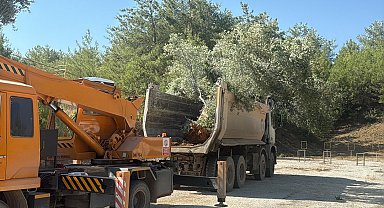 Milas'ta zeytin ağaçları taşınarak yaşatılıyor
