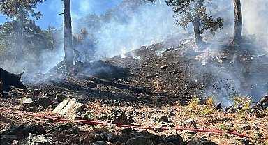 Muğla'da orman yangını
