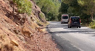 Munzur Vadisi'nde araç ve insan baskısı yaban hayatını tehdit ediyor