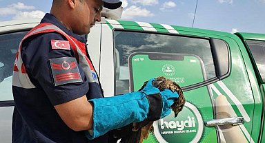 Muş'ta yaralı kartal tedaviye alındı