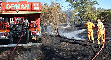 Nazilli'de tarım arazisindeki yangın, zeytin ağaçlarını yaktı