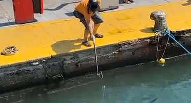 Nesli tükenme tehlikesi olan 'mavi yelken balığı'nı zıpkınla vurdu; o anlar kamerada