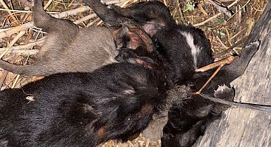 Ölü bulunan 4 köpek yavrusu, saman ipine dolanmış